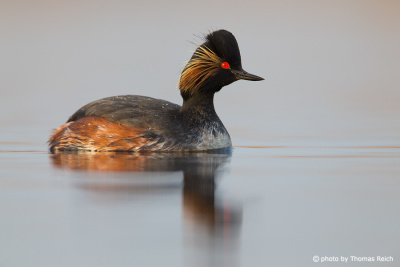 Black-necked Grebe appearance