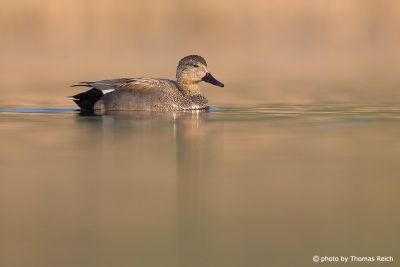 Gadwall male swimming in the lake