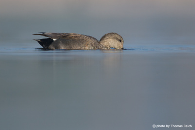 Gadwall foraging and diet