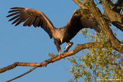 White-tailed Eagle with fish in one claw