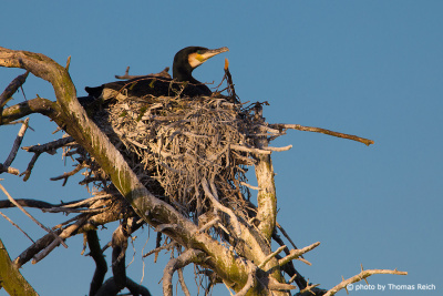 Great Cormorant breeding in nest