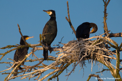 Great Cormorant at nesting site
