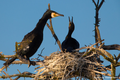 Great Cormorant male and female