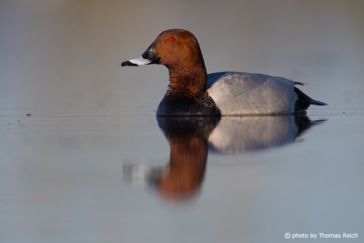 Common Pochard is reflected in the water
