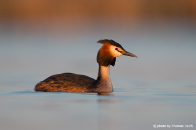 Great Crested Grebe swimming in lake