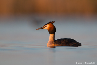 Great Crested Grebe with evening light