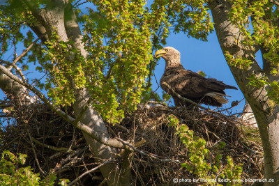 Female white-tailed eagle at nest