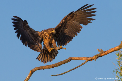Juvenile White-tailed Eagle flies to branch with prey
