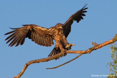 Juvenile White-tailed Eagle with prey in claw