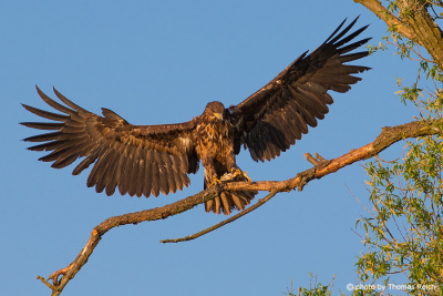 Landing juvenile White-tailed Eagle with fish