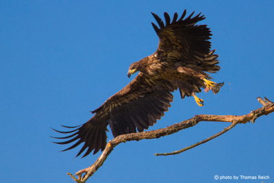 Young White-tailed Eagle is taking off