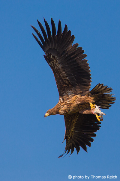 Juvenile White-tailed Eagle with fish