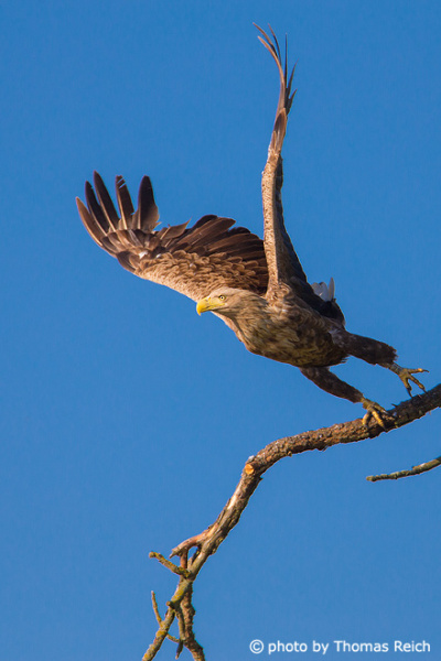 Adult White-tailed Eagle starts