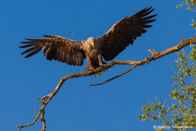 White-tailed eagle landing on a branch
