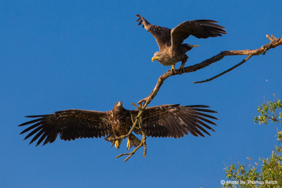 Two White-tailed Eagles