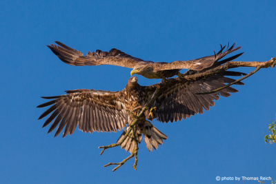 White-tailed Eagle adult and fledgling
