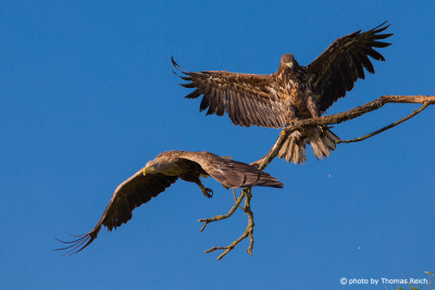 White-tailed Eagle adult and young bird