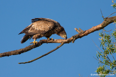 Young White-tailed Eagle cleans beak