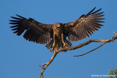 Juvenile white-tailed eagle landing