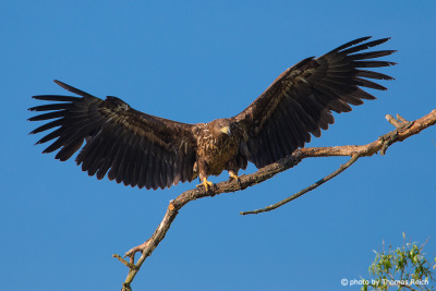 White-tailed Eagle with wide spread wings