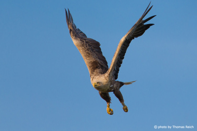White-tailed Eagle in flight with talons outstretched