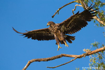 Juvenile White-tailed Eagle landing on branch