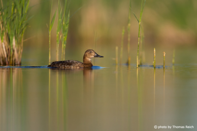 Female Common Pochard in the reeds