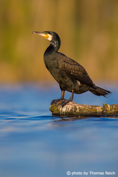 Great Cormorant black plumage