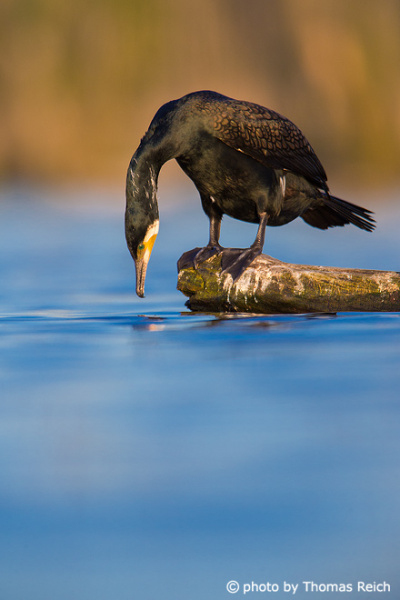 Great Cormorant at the water