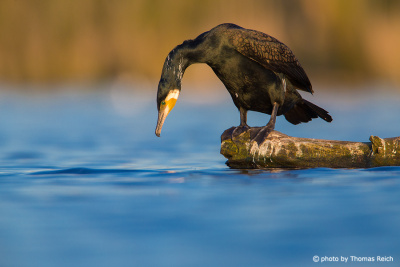 Great Cormorant hunting