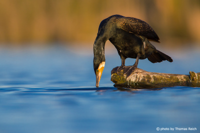 Great Cormorant diet