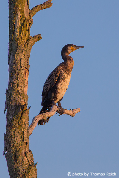 Great Cormorant sitting on a tree