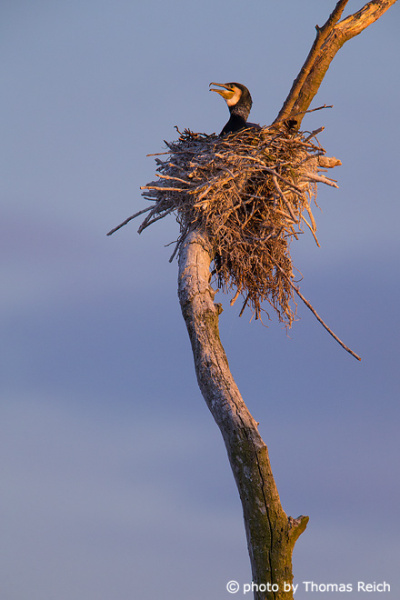 Great Cormorant breeding season