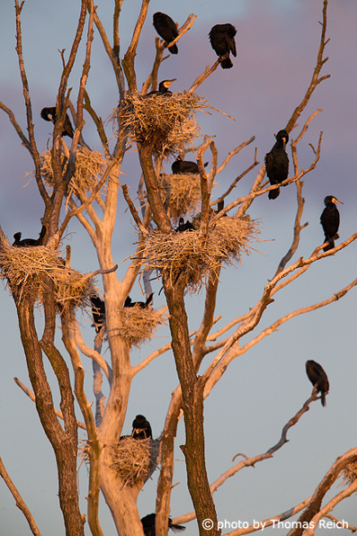 Breeding Great Cormorant colony
