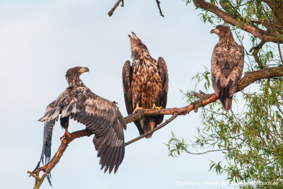 Three juvenile White-tailed Eagles sitting on a branch