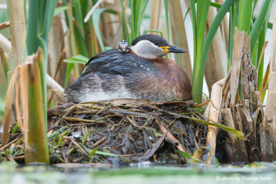 Rothalstaucher Nest mit Altvogel und Küken