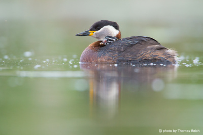 Red-necked Grebe with chick on its back