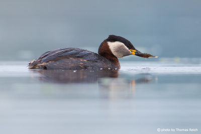 Red-necked Grebe with prey in beak