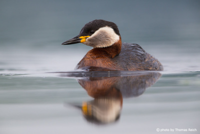 Red-necked Grebe swimming in the lake