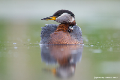 Red-necked Grebe chick