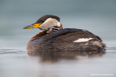Red-necked Grebe Chick on a parent's back