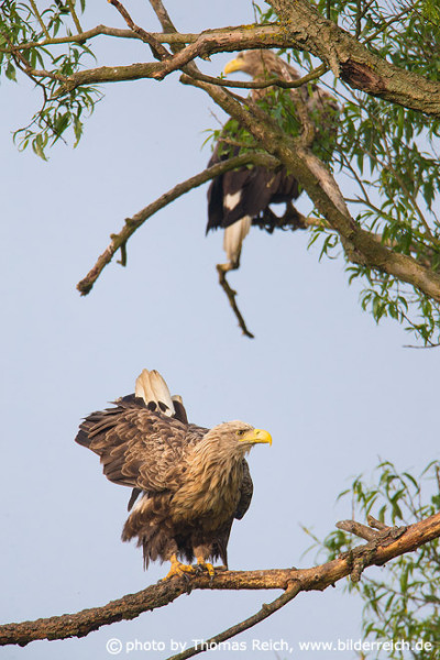 White-tailed eagle pair