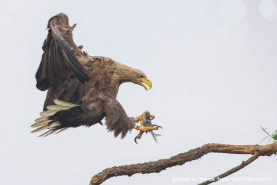 White-tailed eagle lands with fish on tree branch