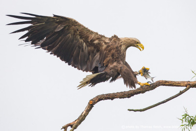 White-tailed eagle landing with fish