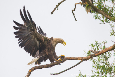 White-tailed eagle lands with prey in its clutches