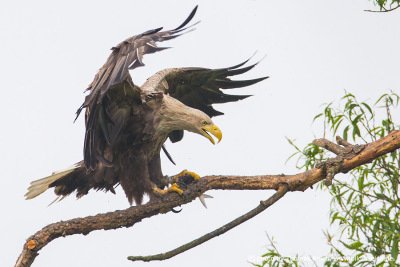 White-tailed eagle landing with fish on branch