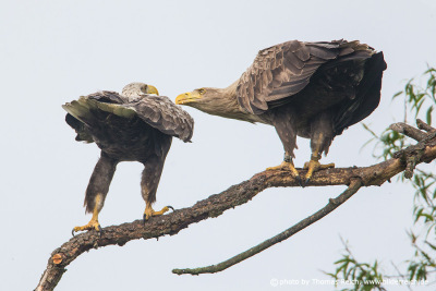 White-tailed eagles monogamous and pairs mate for life