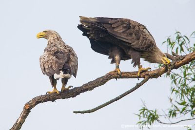White tailed eagle life-long pair