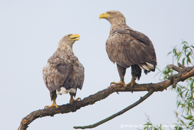 White tailed Eagle couple perching on branch