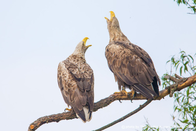 White tailed eagle breeding couple
